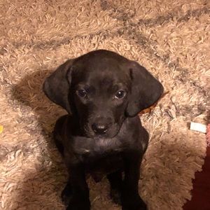 Meet your Posher, William